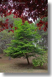 california, leaves, mendocino, pines, red, trees, vertical, west coast, western usa, photograph