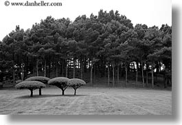 black and white, california, horizontal, mendocino, round, tops, trees, west coast, western usa, photograph