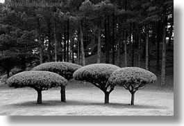 black and white, california, horizontal, mendocino, round, tops, trees, west coast, western usa, photograph