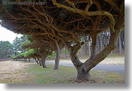 california, horizontal, mendocino, paths, trees, under, west coast, western usa, photograph