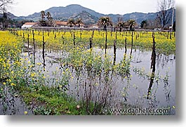 california, horizontal, napa, vineyards, west coast, western usa, wet, photograph