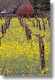 california, napa, vertical, vineyards, west coast, western usa, photograph