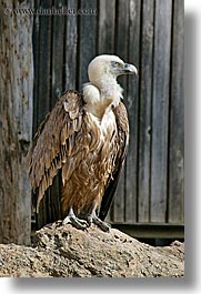 animals, birds, california, griffon, oakland zoo, vertical, vulture, west coast, western usa, photograph