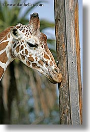 animals, california, oakland zoo, reticulated giraffe, vertical, west coast, western usa, photograph