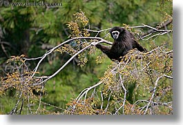 animals, california, gibbons, horizontal, oakland zoo, west coast, western usa, white handed, photograph
