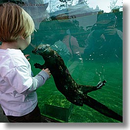 animals, boys, california, childrens, jacks, oakland zoo, otter, square format, toddlers, watching, water, west coast, western usa, photograph