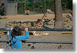 california, childrens, giraffes, girls, horizontal, looking, oakland zoo, people, west coast, western usa, photograph
