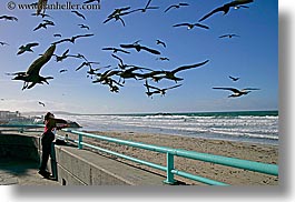 animals, beaches, birds, california, feeding, horizontal, nature, ocean, people, pigeons, san diego, water, waves, west coast, western usa, womens, photograph