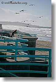 animals, beaches, birds, california, feeding, nature, ocean, pigeons, san diego, vertical, water, waves, west coast, western usa, photograph