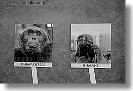 artists, black and white, california, cameras, chimps, horizontal, humans, men, museums, people, photographers, san diego, self-portrait, west coast, western usa, photograph