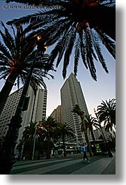 buildings, california, center, cityscapes, embarcadero, palm trees, san francisco, trees, vertical, west coast, western usa, photograph