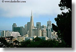 california, cityscapes, horizontal, san francisco, trees, west coast, western usa, photograph