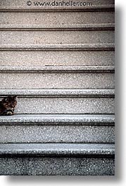 california, cats, san francisco, stairs, vertical, west coast, western usa, photograph