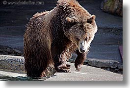 animals, bears, california, grizzly, horizontal, san francisco, west coast, western usa, zoo, photograph