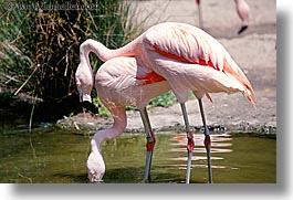 animals, birds, california, flamingo, horizontal, san francisco, west coast, western usa, zoo, photograph