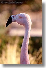 animals, birds, california, flamingo, san francisco, vertical, west coast, western usa, zoo, photograph