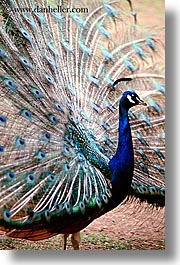 animals, birds, california, peacock, san francisco, vertical, west coast, western usa, zoo, photograph