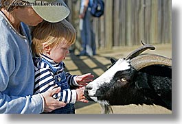 babies, boys, california, childrens zoo, goats, horizontal, jacks, san francisco, toddlers, west coast, western usa, zoo, photograph