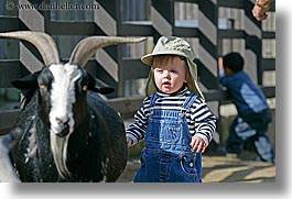 babies, boys, california, childrens zoo, goats, horizontal, jacks, san francisco, toddlers, west coast, western usa, zoo, photograph