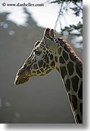 animals, california, giraffes, san francisco, vertical, west coast, western usa, zoo, photograph