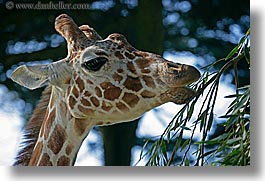 animals, california, giraffes, horizontal, san francisco, west coast, western usa, zoo, photograph