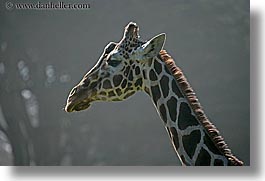 animals, california, giraffes, horizontal, san francisco, west coast, western usa, zoo, photograph