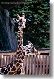 animals, california, giraffes, san francisco, vertical, west coast, western usa, zoo, photograph