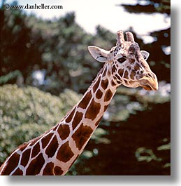 animals, california, giraffes, san francisco, square format, west coast, western usa, zoo, photograph
