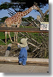 animals, babies, california, giraffes, san francisco, toddlers, vertical, west coast, western usa, zoo, photograph