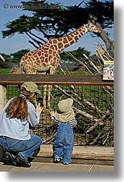 animals, babies, california, giraffes, mothers, san francisco, toddlers, vertical, west coast, western usa, zoo, photograph