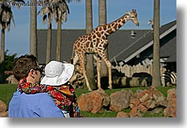 animals, babies, california, fathers, giraffes, horizontal, san francisco, toddlers, west coast, western usa, zoo, photograph