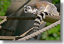 animals, california, horizontal, lemurs, san francisco, west coast, western usa, zoo, photograph