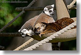 animals, california, horizontal, lemurs, san francisco, west coast, western usa, zoo, photograph