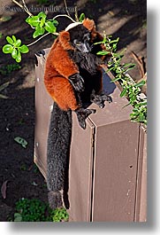 animals, california, lemurs, red, ruffed, san francisco, vertical, west coast, western usa, zoo, photograph