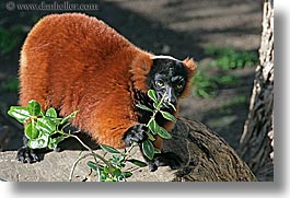 animals, california, horizontal, lemurs, red, ruffed, san francisco, west coast, western usa, zoo, photograph