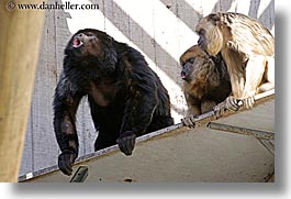 animals, california, horizontal, howler, howler monkeys, monkeys, primates, san francisco, west coast, western usa, zoo, photograph