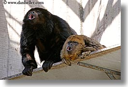 animals, california, horizontal, howler, howler monkeys, monkeys, primates, san francisco, west coast, western usa, zoo, photograph