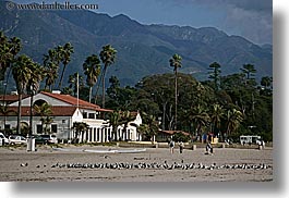 beaches, birds, buildings, california, horizontal, mountains, nature, palm trees, plants, santa barbara, trees, west coast, western usa, photograph