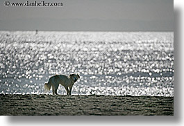 beaches, california, dogs, horizontal, nature, ocean, santa barbara, sparkle, water, west coast, western usa, photograph