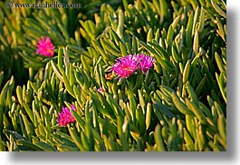 california, colors, flowers, green, horizontal, ice plants, pink, santa barbara, west coast, western usa, photograph