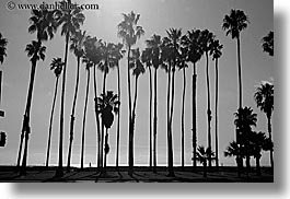 black and white, california, horizontal, nature, palm trees, plants, santa barbara, trees, west coast, western usa, photograph