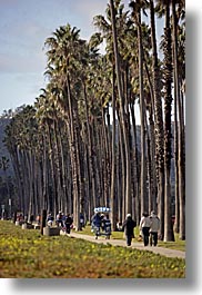 california, nature, palm trees, paths, pedestrians, people, plants, santa barbara, trees, vertical, west coast, western usa, photograph