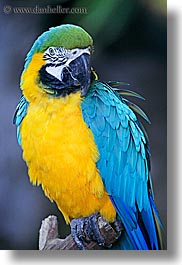 animals, birds, blues, california, colors, parrots, santa barbara, vertical, west coast, western usa, yellow, zoo, photograph