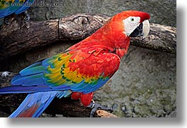 animals, birds, blues, california, colorful, colors, horizontal, parrots, red, santa barbara, west coast, western usa, zoo, photograph