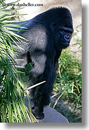 animals, black, california, colors, gorilla, primates, santa barbara, vertical, west coast, western usa, zoo, photograph