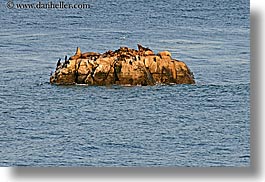 animals, california, coastline, horizontal, nature, ocean, rocks, santa cruz, sea lions, water, west coast, western usa, photograph