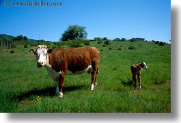 animals, california, cows, fields, horizontal, sonoma, west coast, western usa, photograph