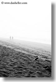 beaches, black and white, bodega bay, california, coast, pigeons, sonoma, vertical, west coast, western usa, photograph