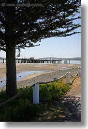bodega bay, california, coast, piers, sonoma, trees, vertical, west coast, western usa, photograph
