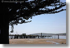 bodega bay, california, coast, horizontal, piers, sonoma, trees, west coast, western usa, photograph